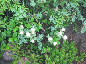 daisetsu 0024