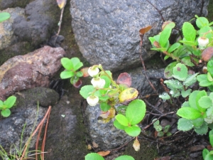 daisetsu 0025