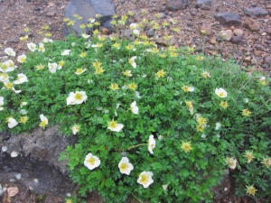 daisetsu 0030