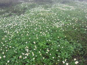 daisetsu 0035