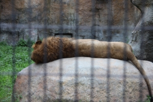 doubutsu 0009