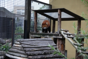 doubutsu 0011
