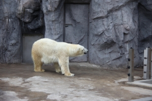 旭岳・旭山動物園２０１０