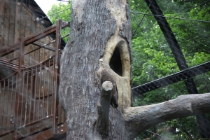 doubutsu 0021