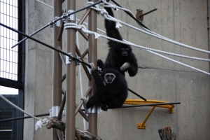 doubutsu 0026