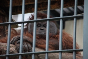 旭山動物園