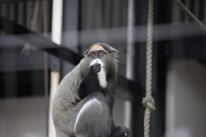 doubutsu 0029