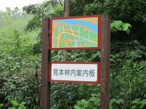 外国樹種見本林