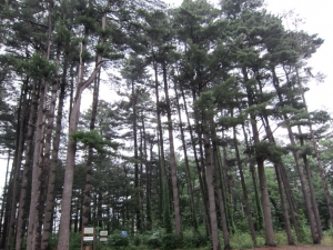 asahikawa 0014
