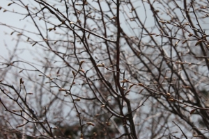 daibosatsu 20004