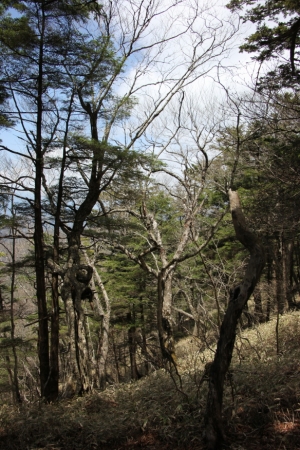 daibosatsu 20008
