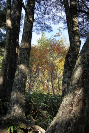 enzanso 0003