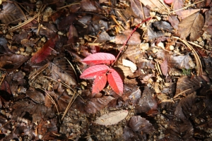 enzanso 0014