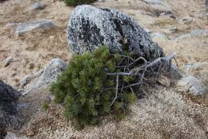 enzanso 0033