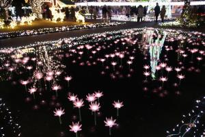 flower illumi 004