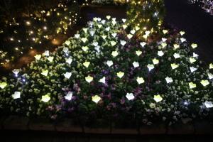 flower illumi 005