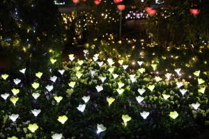 flower illumi 006