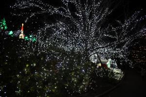 flower illumi 021