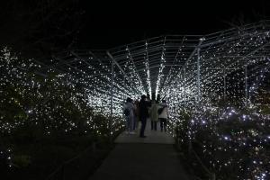 flower illumi 022