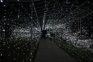flower illumi 024