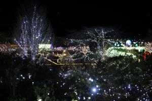 flower illumi 026