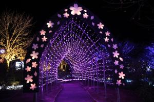flower illumi 029