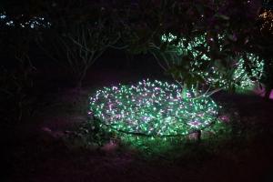 flower illumi 030