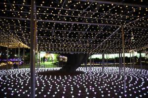 flower illumi 040