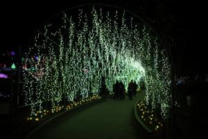 flower illumi 056