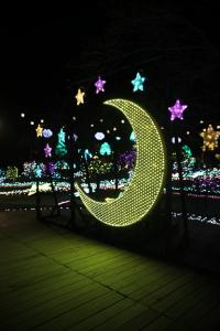 flower illumi 064