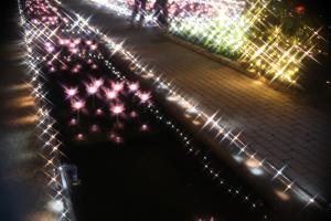 flower illumi 081