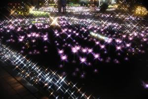 flower illumi 082