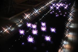 flower illumi 083