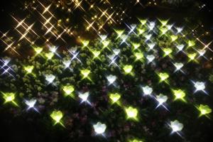 flower illumi 084