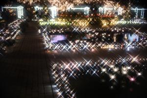 flower illumi 086