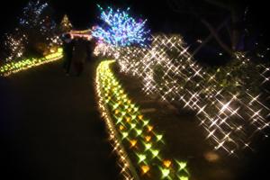 flower illumi 092