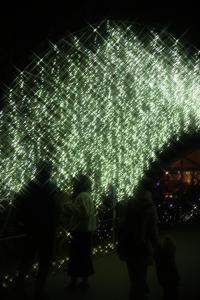flower illumi 115