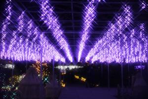 flower illumi 116