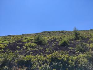 fujisan 010