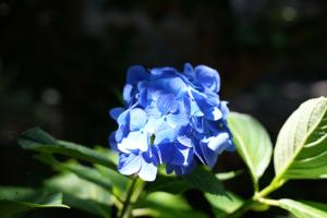 gongen ajisai 004