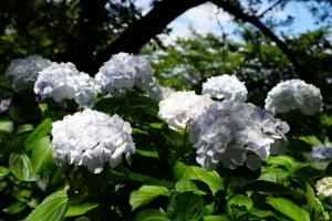 gongen ajisai 012