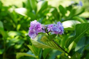 gongen ajisai 019