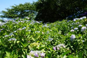 gongen ajisai 047