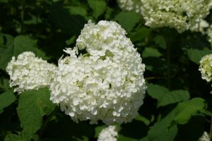 gongen ajisai 014