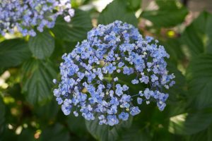 権現堂の紫陽花２０２５（２／２）