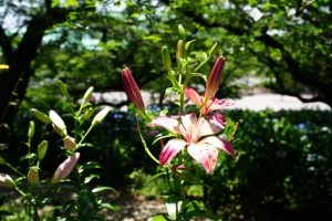 gongen ajisai 063