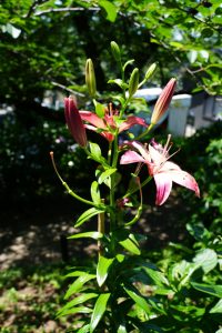 gongen ajisai 066