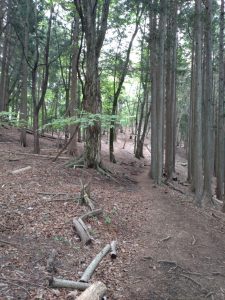 gozen 036