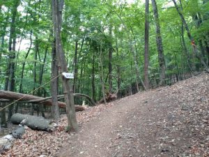 gozen 037
