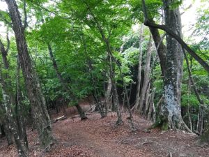 gozen 038